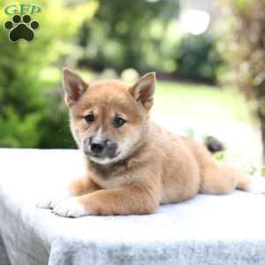 Brooke, Shiba Inu Puppy